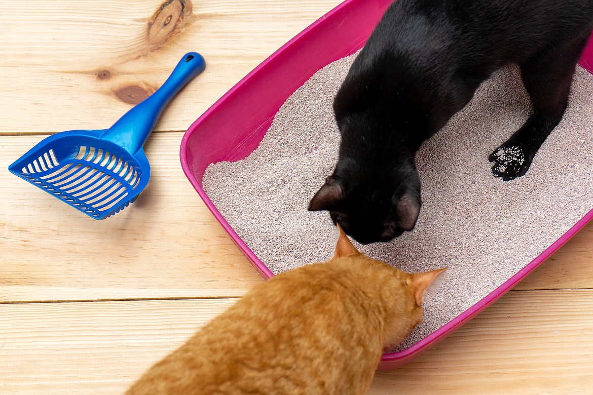 A guide to litter box etiquette Coeur d'Alene Press