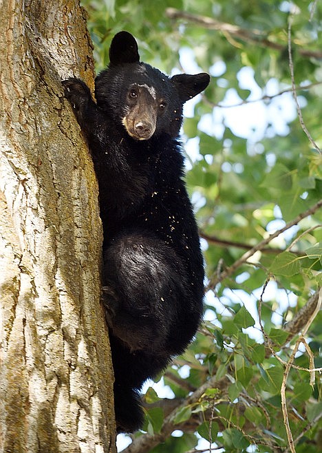 Vehicle struck, killed black bear sow in Glacier in August | Daily ...