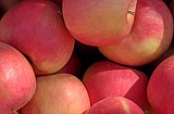 Better weather brings rebound in size of apple crop