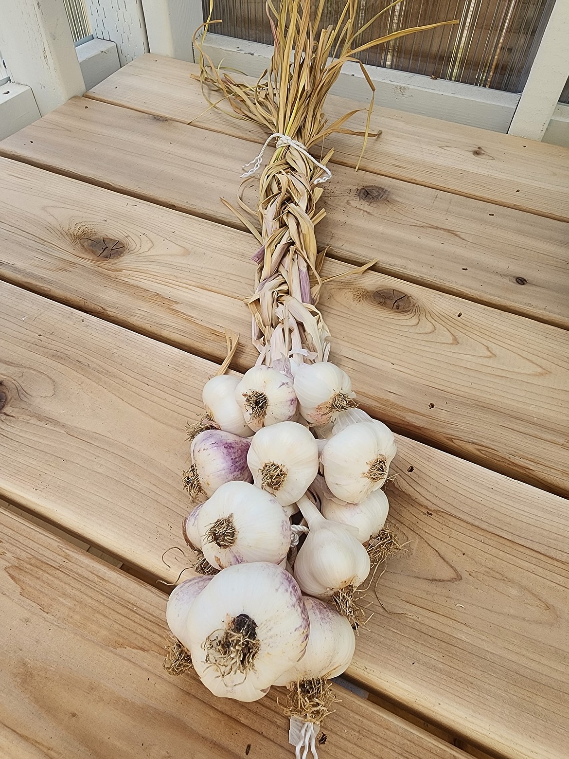 Softneck garlic is the type most commonly found in grocery stores. Its pliable leaves are perfect for braiding.