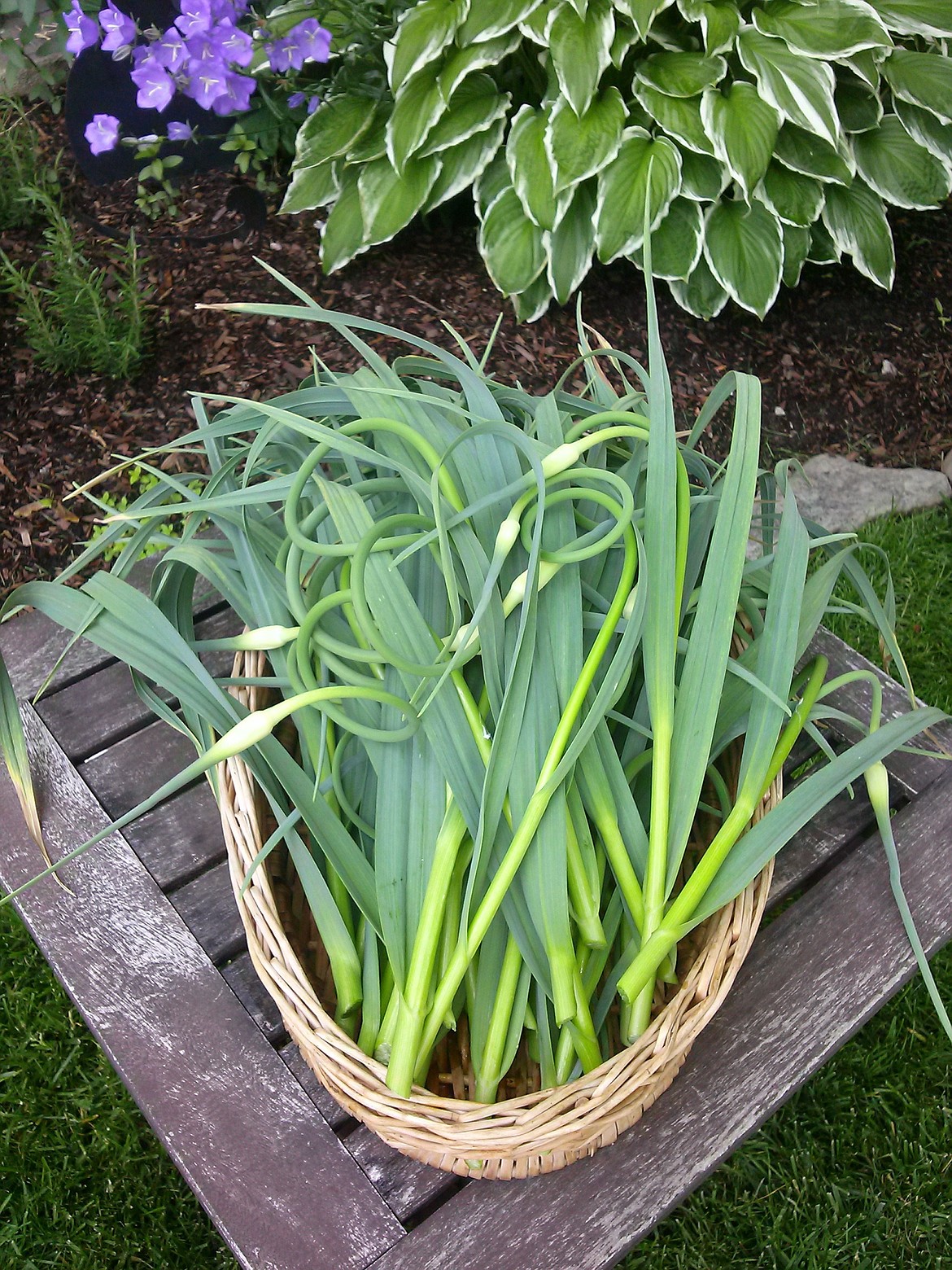 Hardneck garlic has a stiff center stalk called a scape.