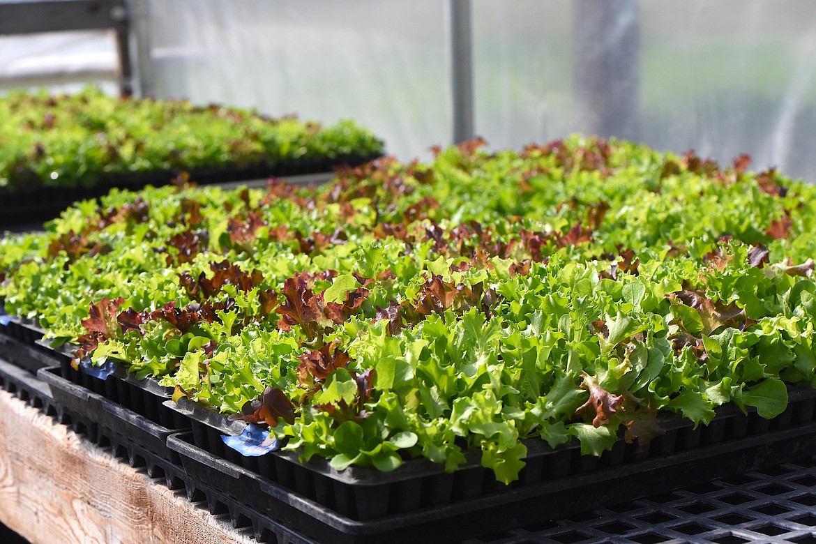 Hoot Owl Farm hosted their first CSA (Community Support Agricultural) event this weekend showcasing their farm and product and services. (Hannah Chumley/ The Western News)