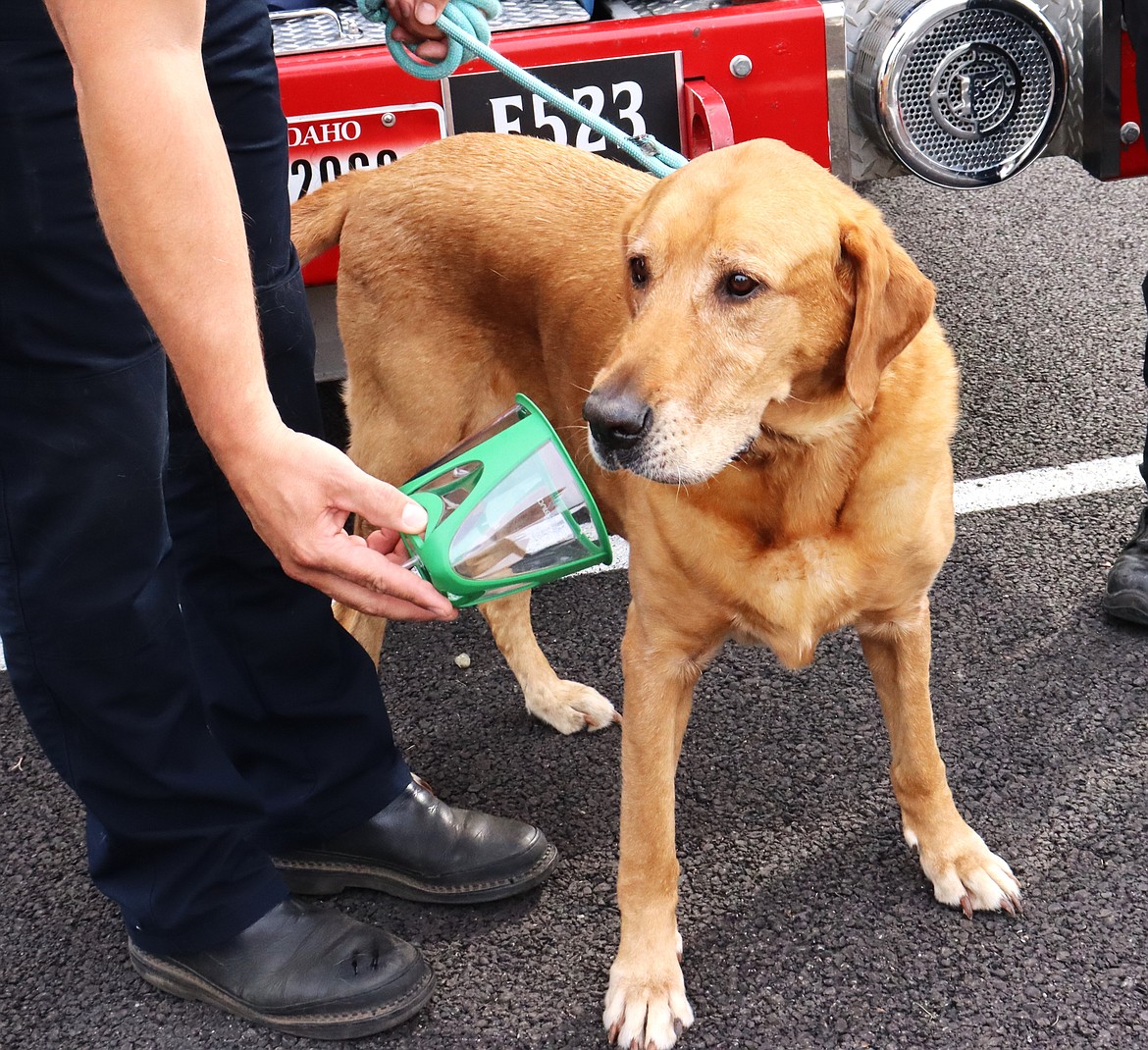 Larry, a dog up for adoption at Companions Animal Center, on Tuesday looks at one of the 20 PureVent Pet oxygen masks for first responders, which will be placed
on fire engines throughout Kootenai County.