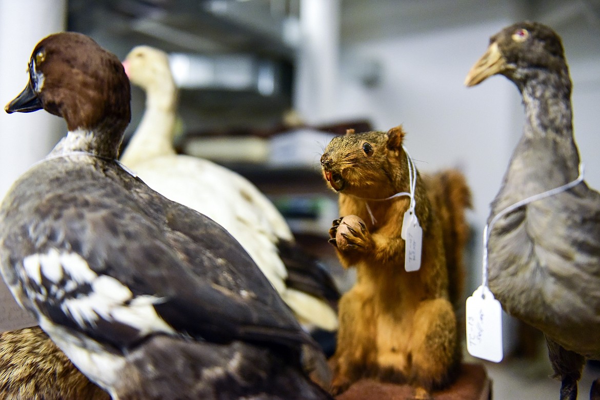 A taxidermied squirrel that will be up for sale at the Northwest Montana History Museum's yard sale. (Casey Kreider/Daily Inter Lake)