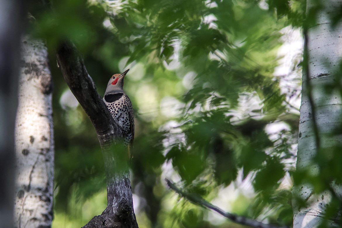 A northern flicker at the Owen Sowerwine Natural Area. (JP Edge photo)