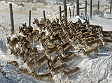 Montana study seeks to protect pronghorn
