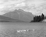 Yesterdays: Who let the ducks go in Glacier?