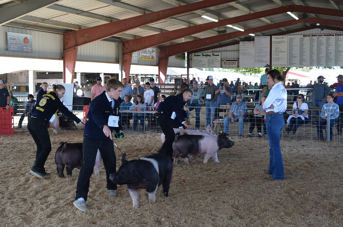 A livestock judge observes as Future Farmers of America members move their swine around the Duane Lathim Memorial Show Ring for the market showings Wednesday morning.