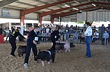 Looking sharp: Othello Fair hosts annual market and Fit and Show livestock competitions