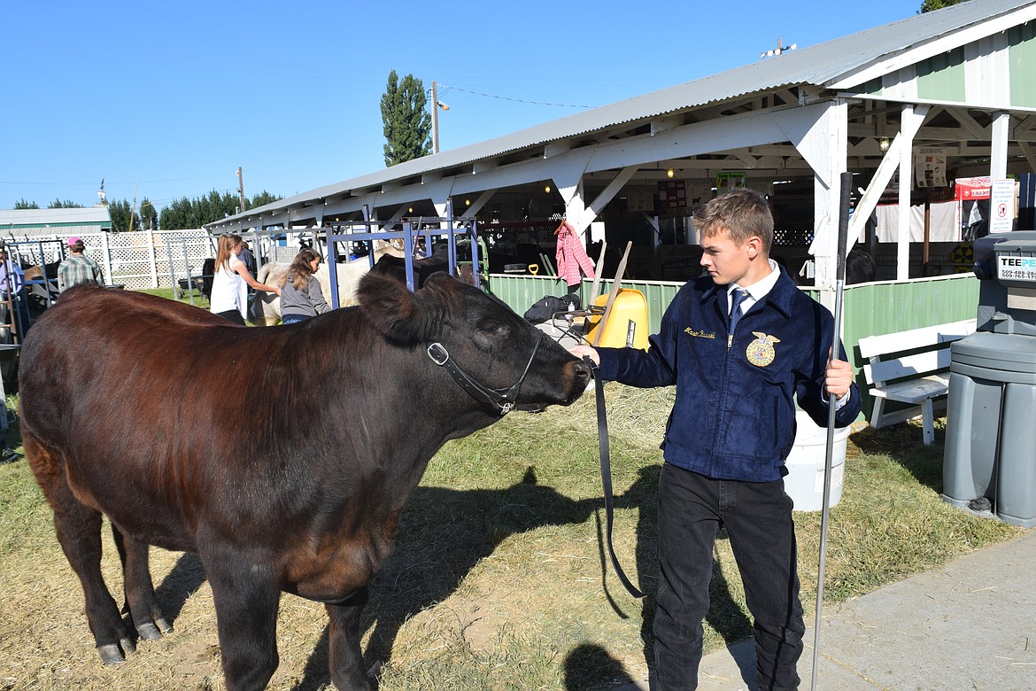 Othello Future Farmers of America member Mason Russell readies his steer for the Fit and Show portion of the Othello Fair Thursday morning.