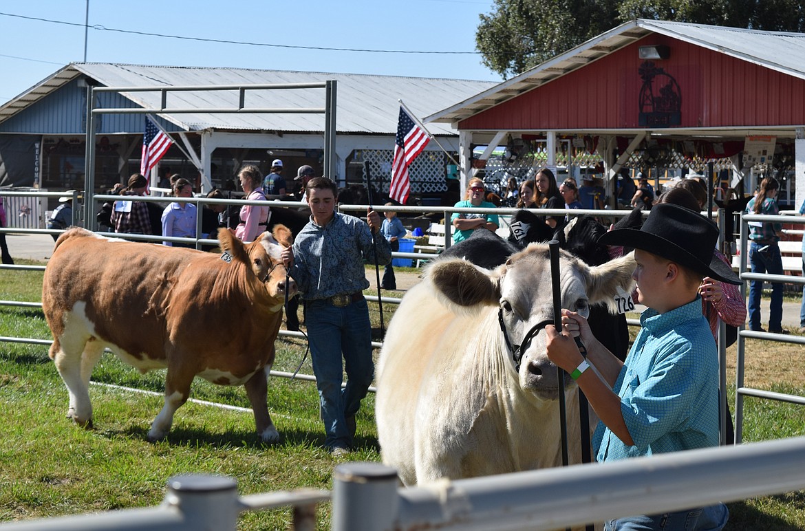 Fair participants show their market steers at the Othello Fair in an outdoor livestock ring Wednesday.