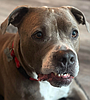 Pet adoption day today in Cd'A