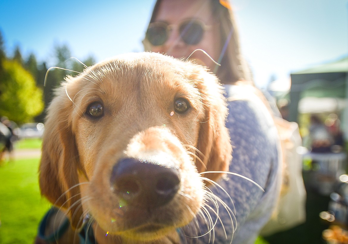 Rachel Vitous holds her 4-month-old golden retriever puppy named Ace at GoldenStock Montana at Haymoon Resort in Whitefish on Saturday, Sept. 16. (Casey Kreider/Daily Inter Lake)