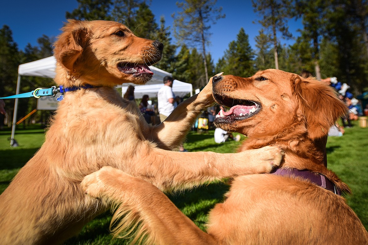 Ace, 4 months, left, and Betty White, 16 months, play at GoldenStock Montana at Haymoon Resort in Whitefish on Saturday, Sept. 16. (Casey Kreider/Daily Inter Lake)