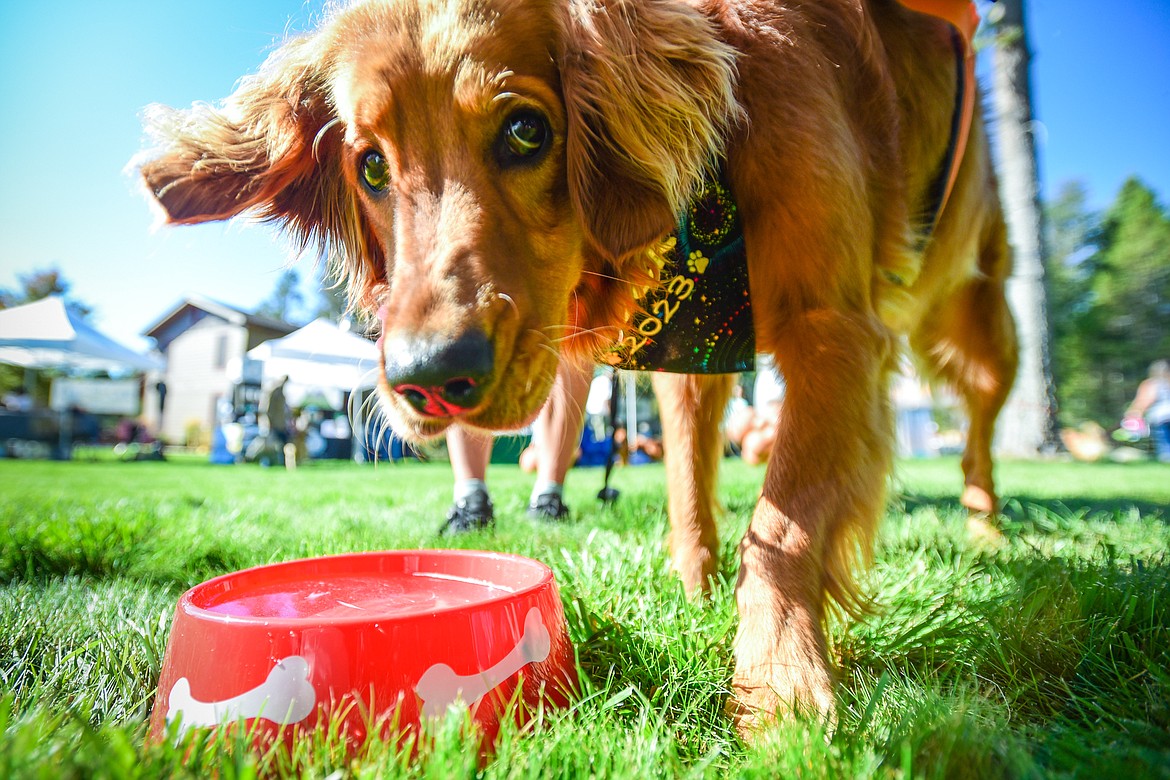 Golden retrievers and their owners gather at Haymoon Resort in Whitefish for GoldenStock Montana to support Montana Precious Gold, Golden Retriever Rescue of Montana on Saturday, Sept. 16. (Casey Kreider/Daily Inter Lake)