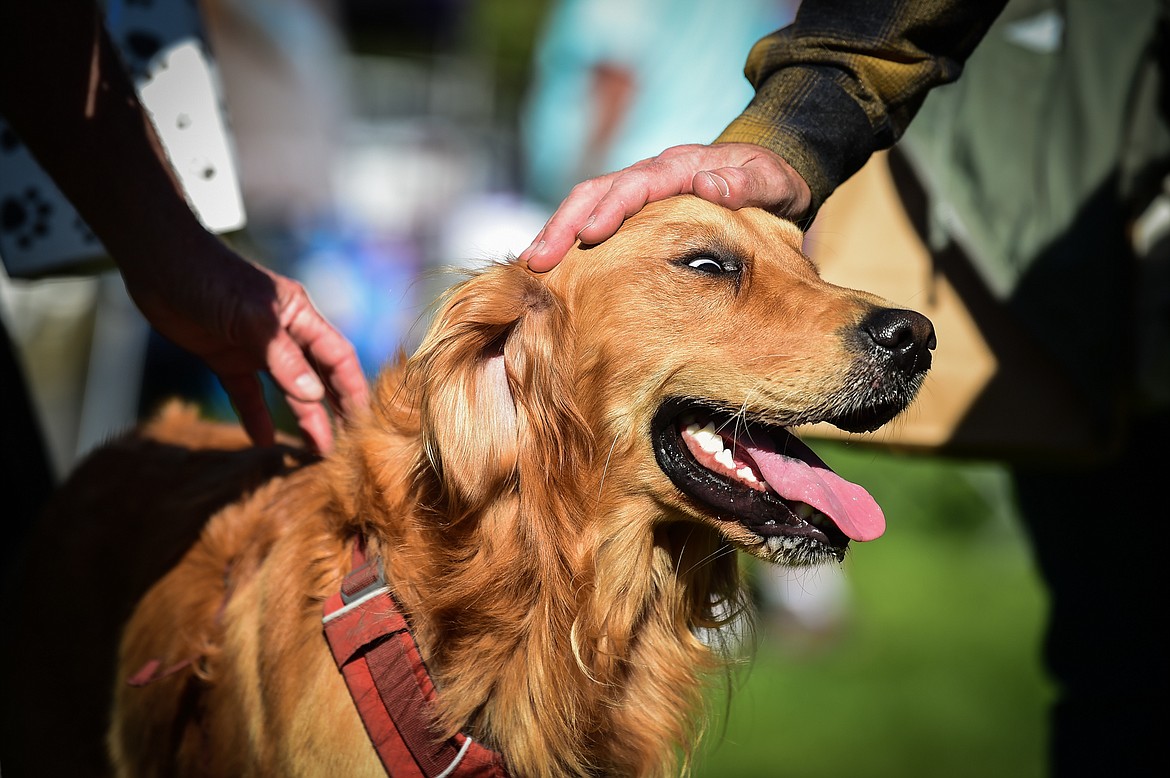 Golden retrievers and their owners gather at Haymoon Resort in Whitefish for GoldenStock Montana to support Montana Precious Gold, Golden Retriever Rescue of Montana on Saturday, Sept. 16. (Casey Kreider/Daily Inter Lake)