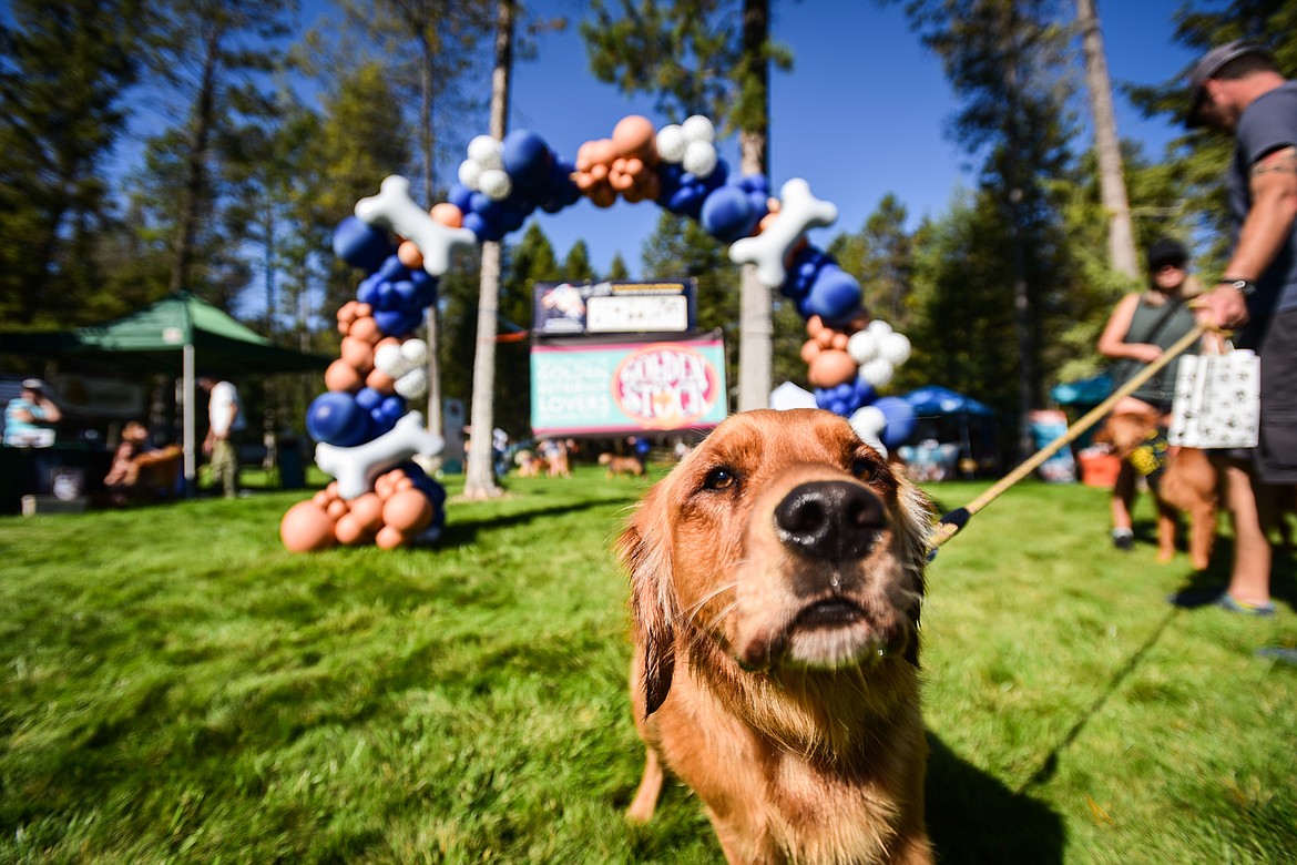 Golden retrievers and their owners gather at Haymoon Resort in Whitefish for GoldenStock Montana to support Montana Precious Gold, Golden Retriever Rescue of Montana on Saturday, Sept. 16. (Casey Kreider/Daily Inter Lake)