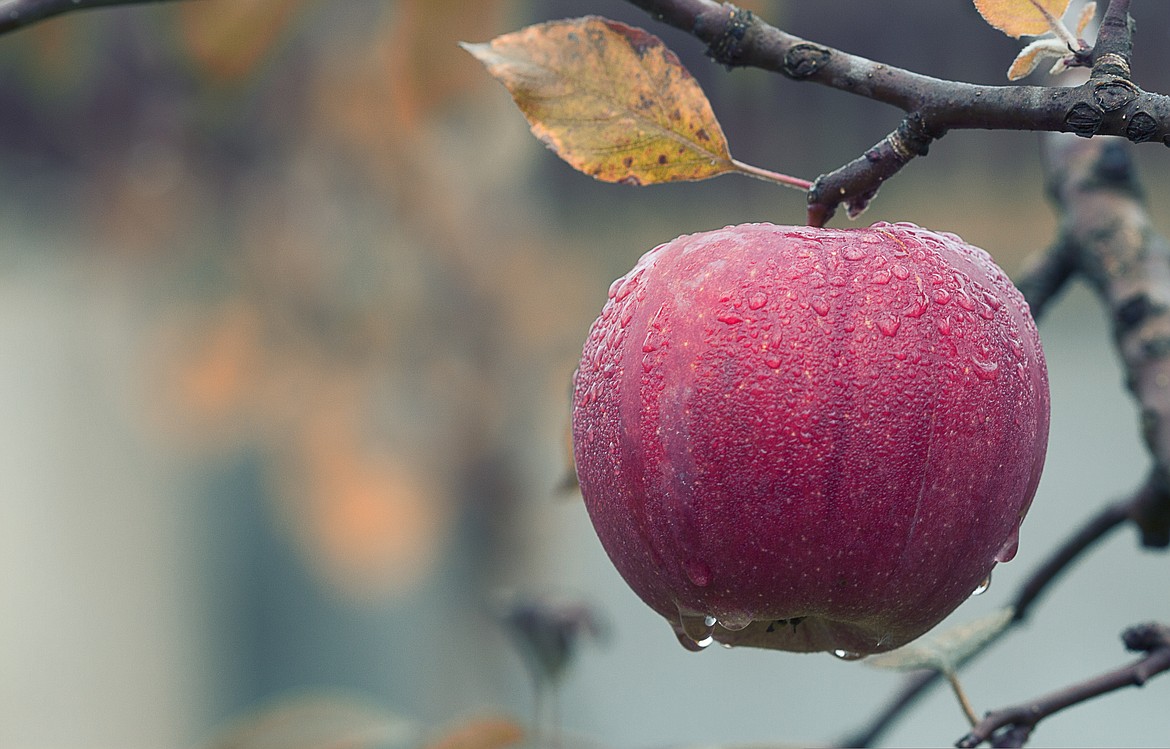 From sweet to savory, apples offer diversity in cooking.