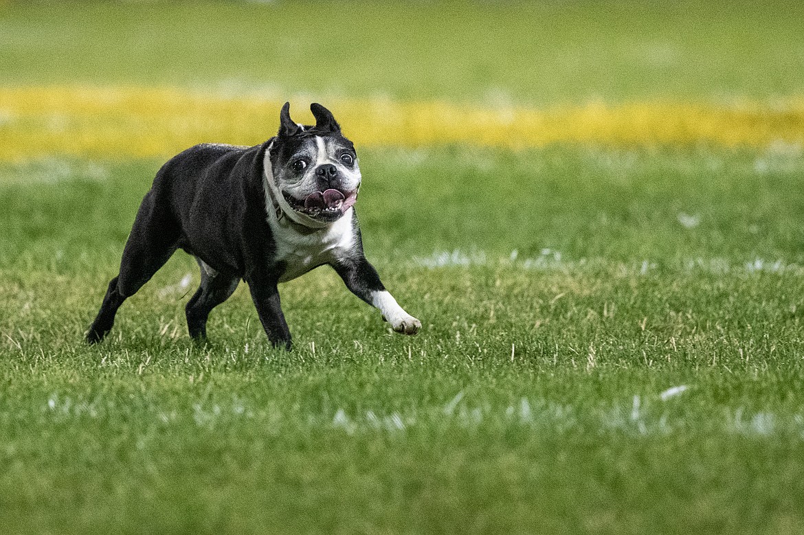 A bulldog interrupts the Bulldogs vs. Wildcats game on Friday, Sept. 15. The Bulldogs won in overtime, 20-14. (Avery Howe/Hungry Horse News)