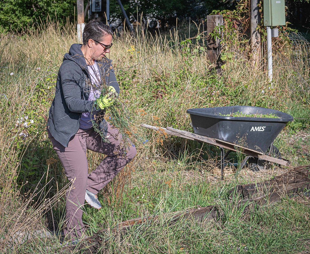 Plains Cleanup Day volunteer Jamie Schmidt pulls weeds. (Tracy Scott/Valley Press)