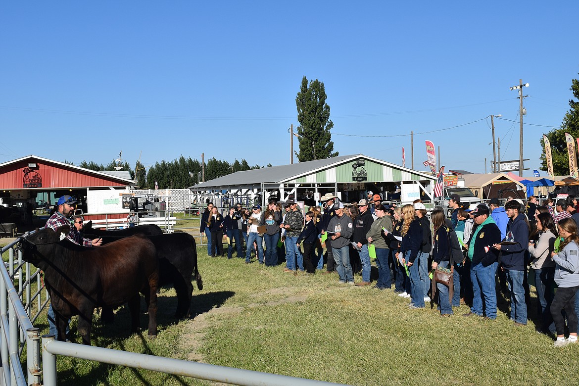 Livestock judging competitors line up in the outdoor show ring at the Othello Fair Friday morning ready to look over cattle selected for the competition by the event organizers. Competitors have a few minutes in the ring to place the animals in the proper order, in this case for their market quality.