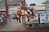 Regional rodeo results: Aug. 10-Sept. 19