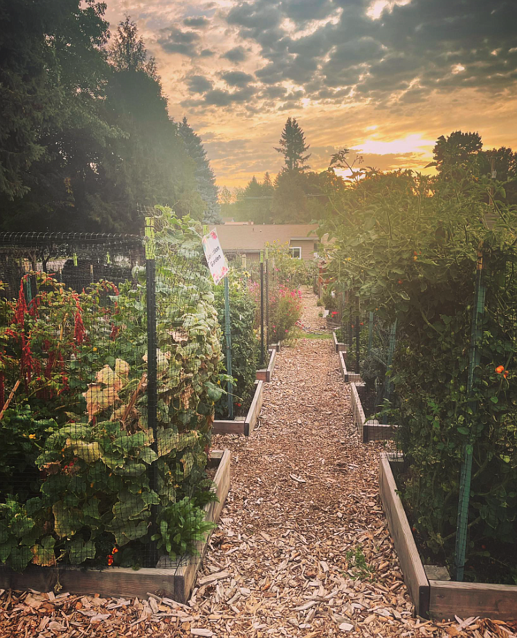 The sun rises Sunday morning over the Shared Harvest Community Garden in Coeur d'Alene. A fall cleanup event will take place in the garden from 10 a.m. to 1 p.m. Sept. 30.