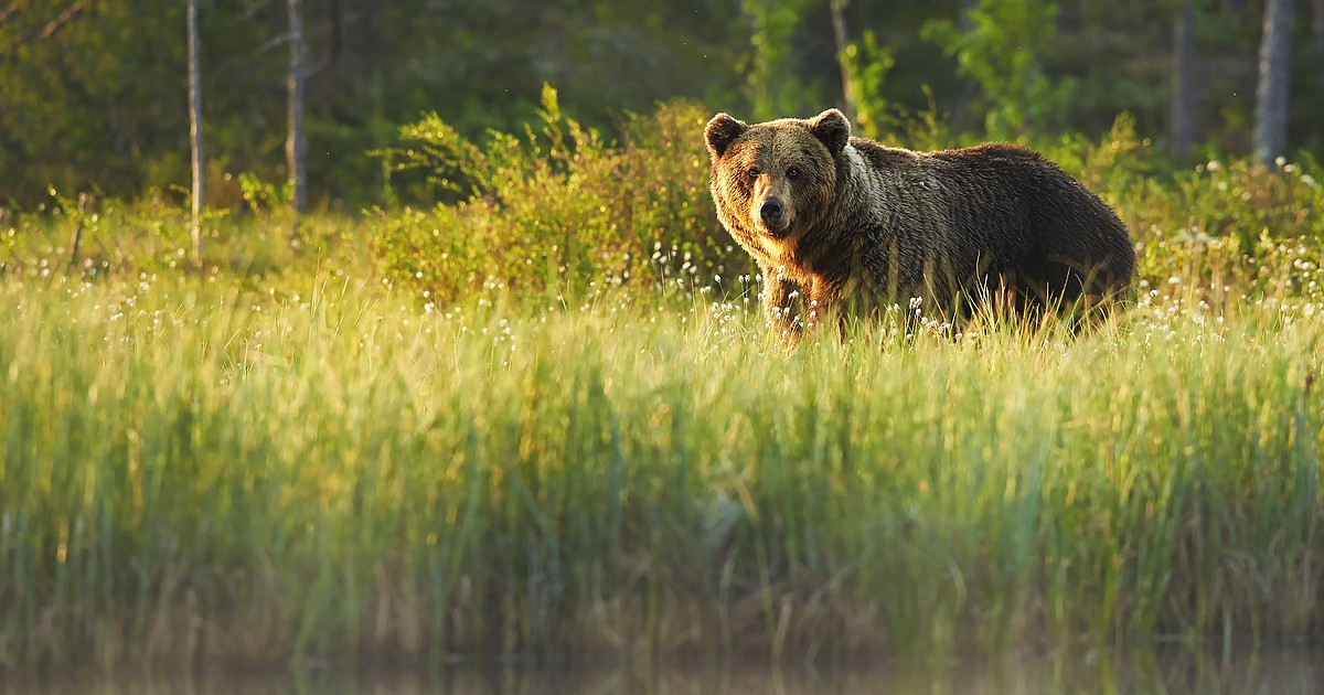 Grizzly Bear Recovery Program