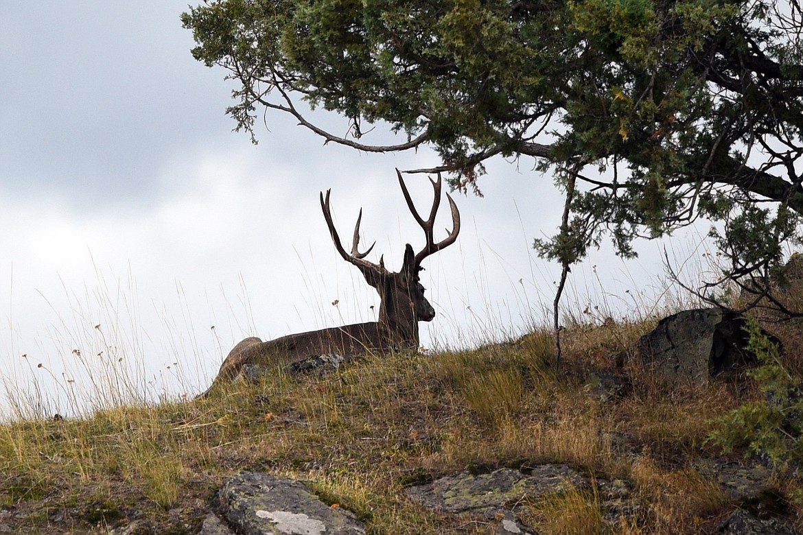 A mule deer buck lays down on a hillside at Wild Horse Island State Park on Thursday, Sept. 19, 2019 in this file photo. (Casey Kreider/Daily Inter Lake FILE)
