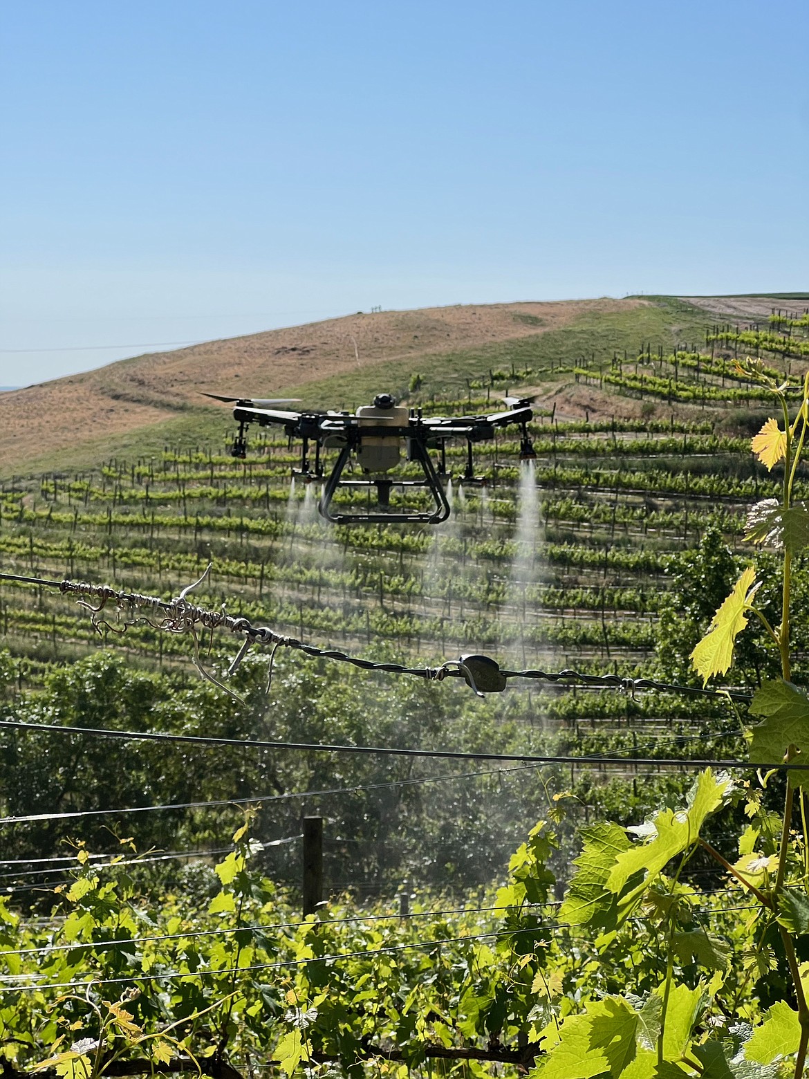 An Ag Drones Northwest drone sprays a vineyard in eastern Washington. Drones are especially suited to vineyards because the hillsides can be difficult for human sprayers to access.