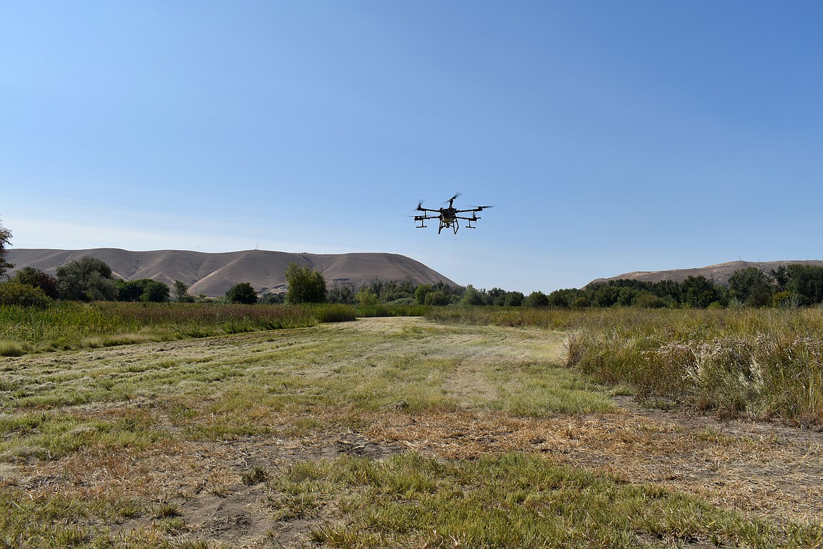 An Ag Drones Northwest drone flies over a wetland near Yakima Aug. 23.