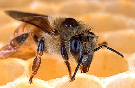 European honey bee with a Varroa mite on its back. The mites cause death and disease in bee colonies.