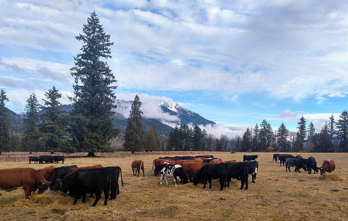 Courtesy photo/Washington Cattlemen’s Association
Cattle are currently at the lowest national herd average in years and are seeing an upward trend in market prices, according to Washington Cattlemen’s Association Executive Vice President Chelsea Hajny.