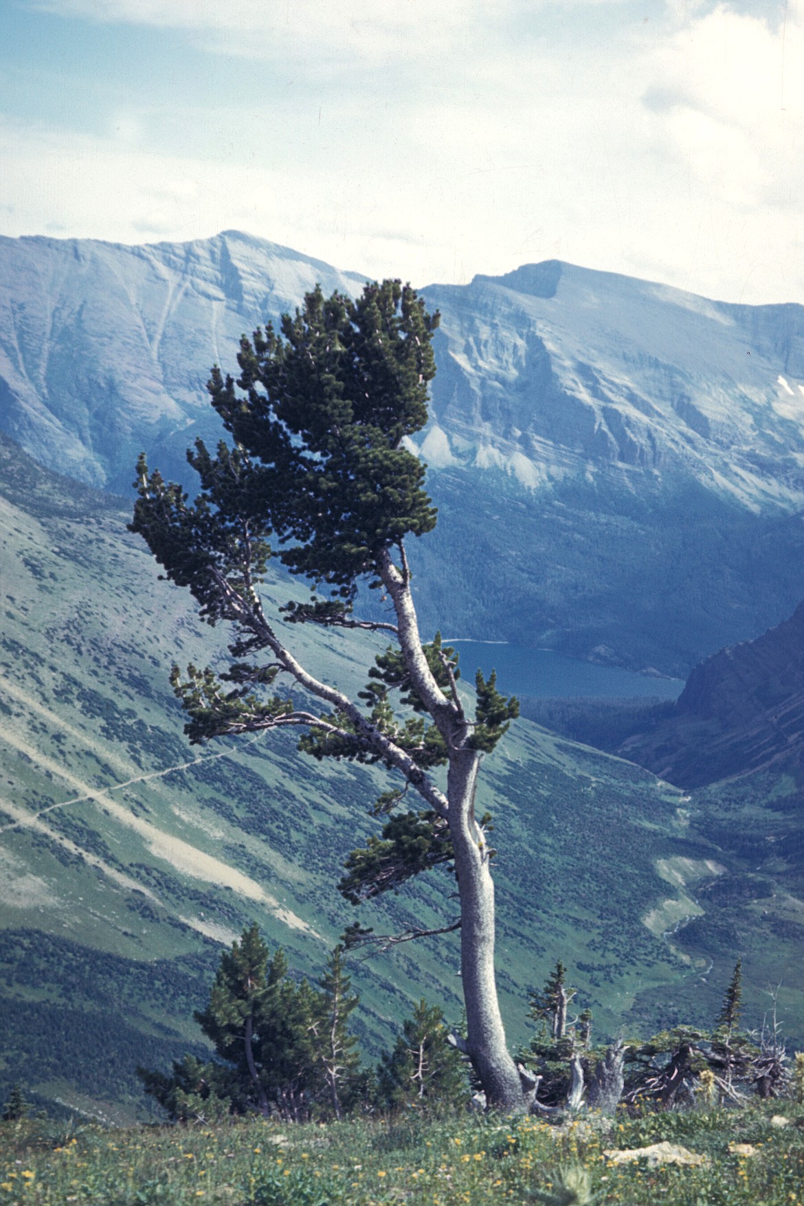 A historic photo of a whitebark pine in Glacier National Park. (photo provided)