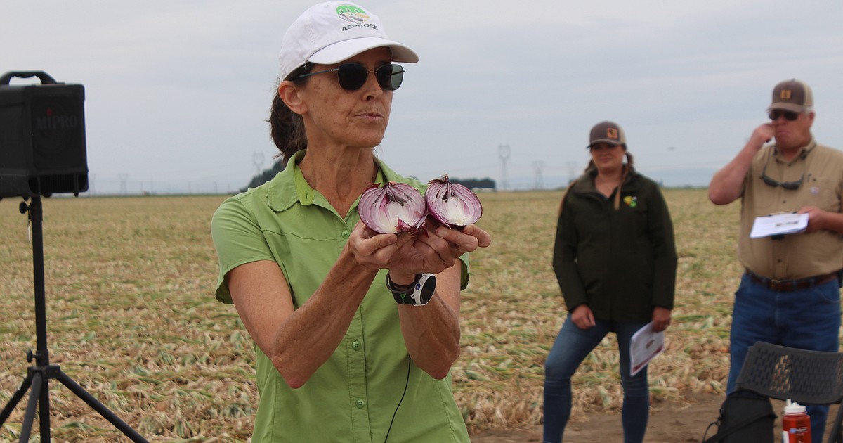 Onion Field Day Growers get chance to learn, network with experts