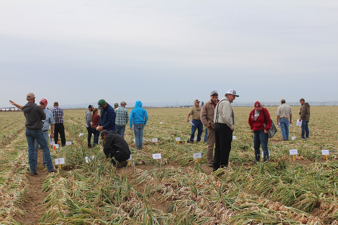 Farmers and industry professionals look over the results of the first phase of trials, and do a little networking, on Onion Field Day Aug. 31.