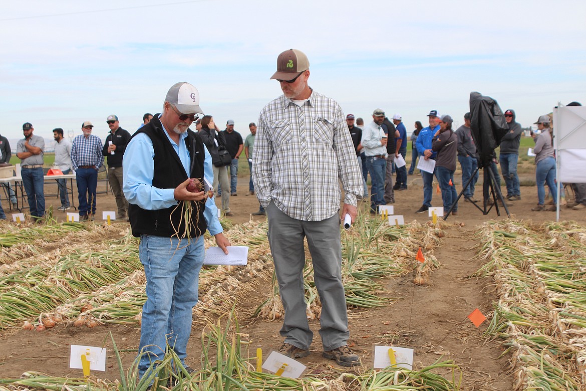 Dave Whitwood, left, and Brian Haddon, right, evaluate an onion grown as part of the field trial near Moses Lake on Onion Field Day Aug. 31.