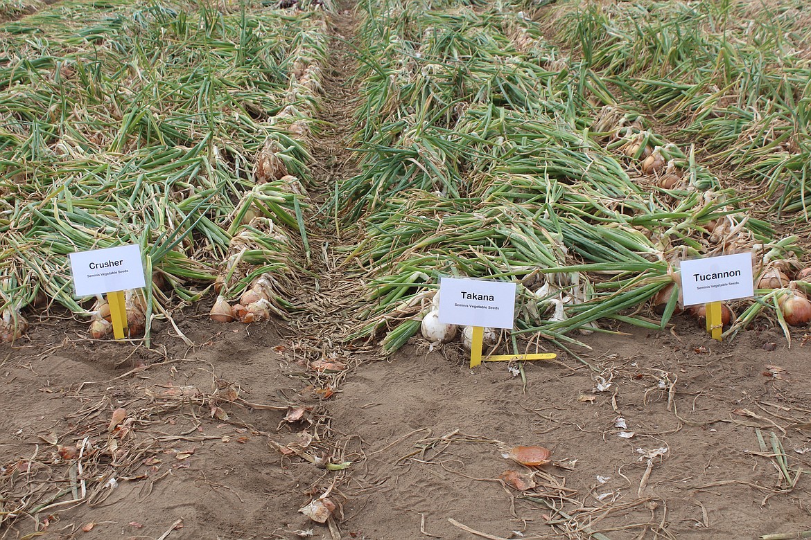 Different varieties of onions were ready for inspection at Onion Field Day.