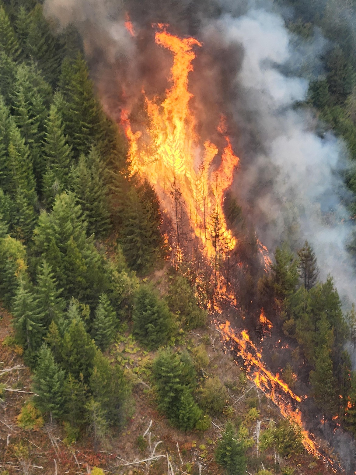 North Idaho has received ash and smoke from prescribed burns in Montana that were ignited Thursday. This aerial photo shows the Elk/Gem prescribed fire in the Cabinet Ranger District of the Kootenai National Forest. Burning objectives include improving the quality, quantity and distribution of forage for big game species; reducing the risk of uncharacteristic fire behavior in the event of wildfire; and reducing slash created in recent logging operations.