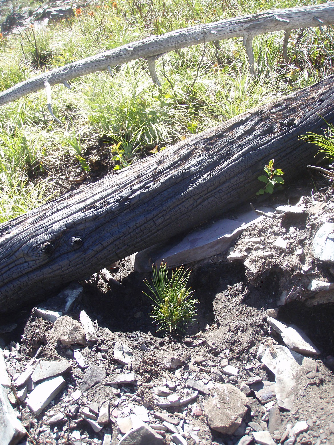 Glacier National Park officials plant a whitebark pine seedling next to a log, which creates a microsite that gives the tree a better chance of survival. (photo provided)