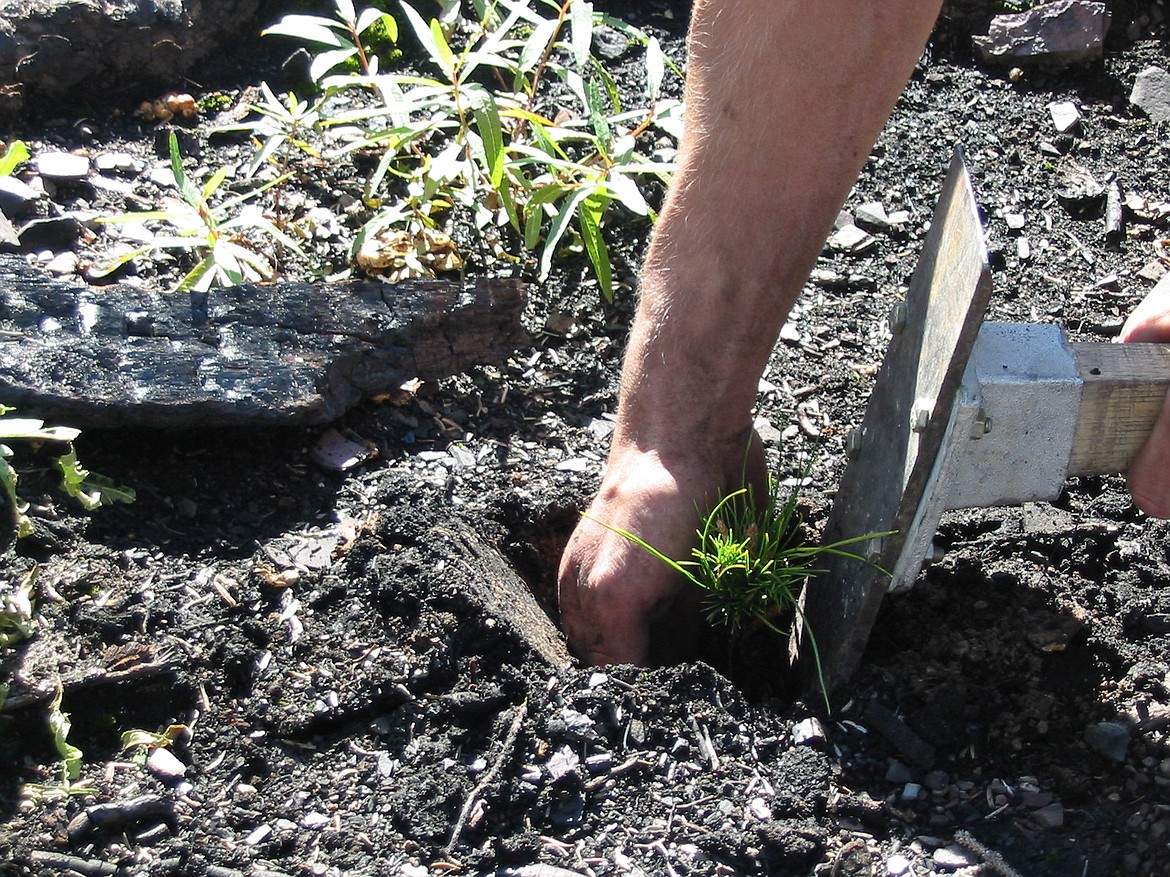 Someone plants a whitebark pine seedling in Glacier National Park. (photo provided)