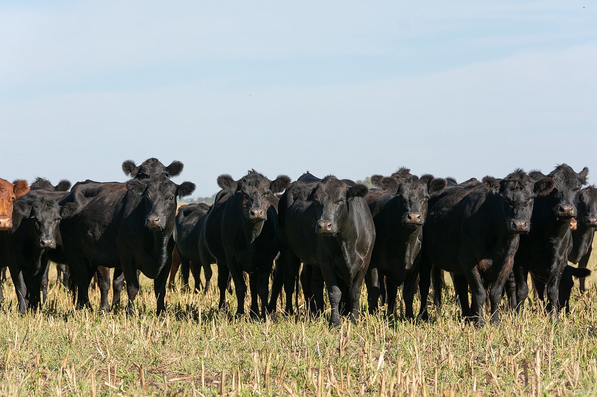 The Washington Cattlemen’s Association and Washington Cattlewomen’s Association 2023 Convention and Tradeshow will be held Nov. 9 to 11 at the Wenatchee Convention Center.