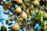 The other tree fruit: Pear harvest looking good this year
