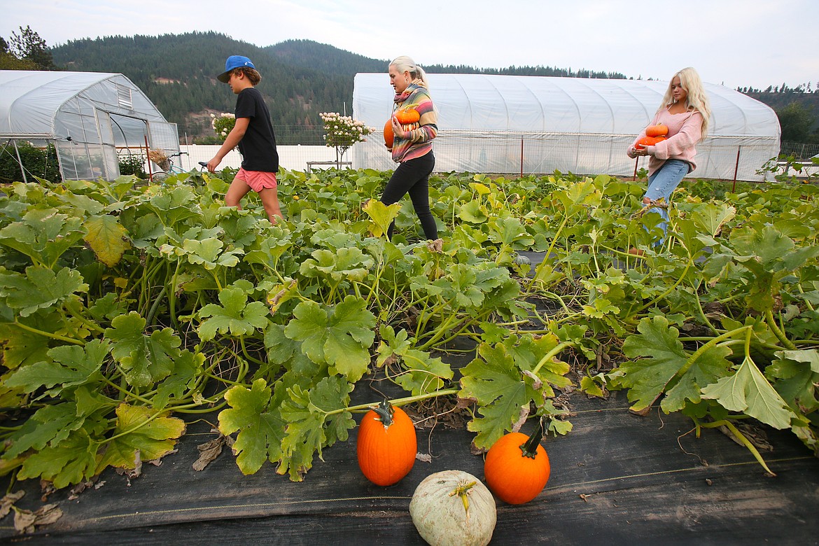 From left, Clay Larwin, 12, Marie Larwin and Lexi Larwin, 15, of Dalton Gardens find the perfect pumpkins while wandering through Taking Root Flower Farm's pumpkin patch Sunday evening.