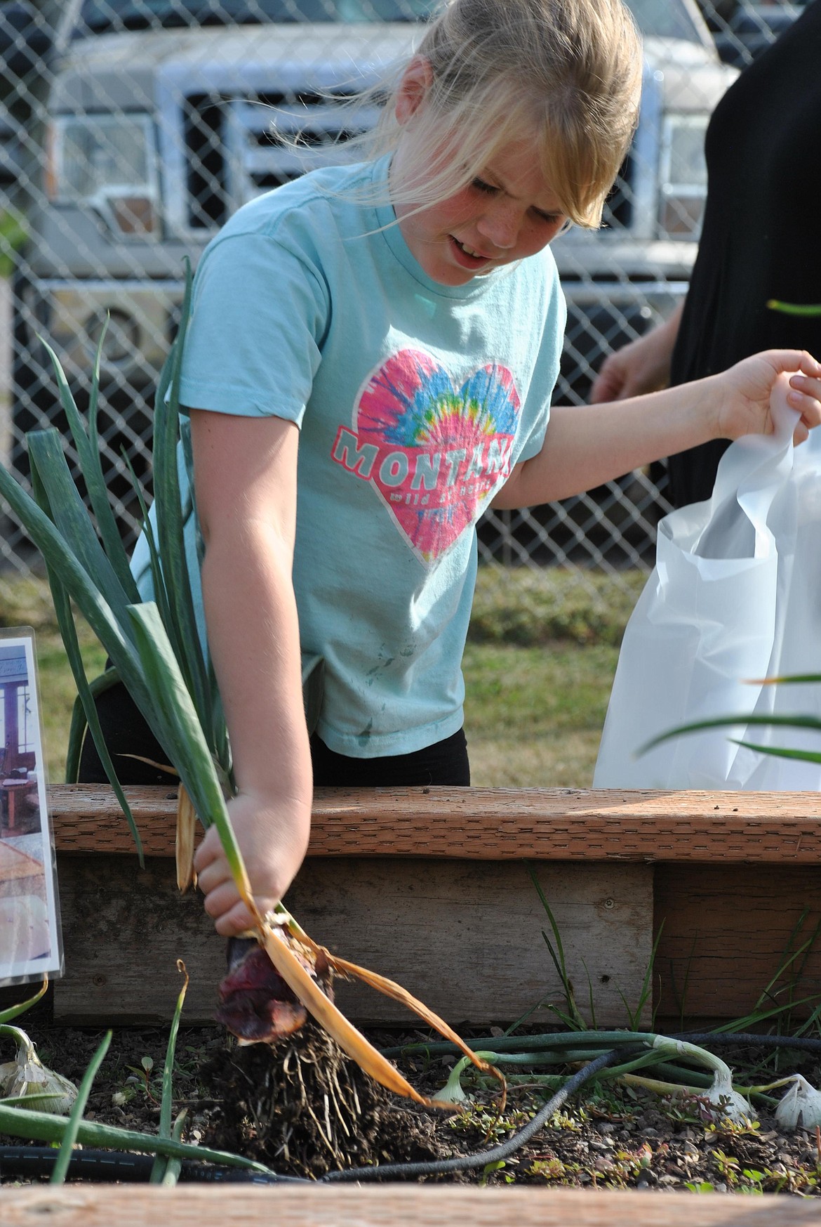 It took some muscle to extract this onion from the garden at the St. Regis School last Tuesday. (Mineral Independent/Amy Quinlivan)