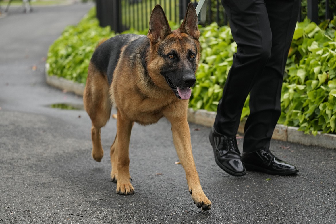 President Joe Biden's dog Commander, a German shepherd, is walked outside the West Wing of the White House in Washington, April 29, 2023. Commander has bitten another U.S. Secret Service employee. A uniformed division officer was bitten by the dog around 8 p.m. Monday, Sept. 25, at the White House, and was treated on-site by medical personnel, said USSS chief of communications Anthony Guglielmi. The officer is doing just fine, he said. (AP Photo/Carolyn Kaster, File)