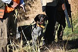 Pheasant season opens Oct. 14