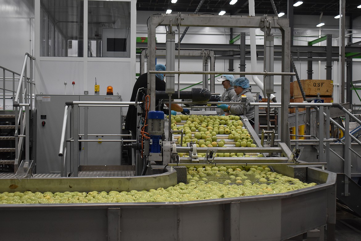 Okanagan Specialty Fruits employees check apples for stray leaves and defects before the fruit is floated into a high-tech camera system and sorter.