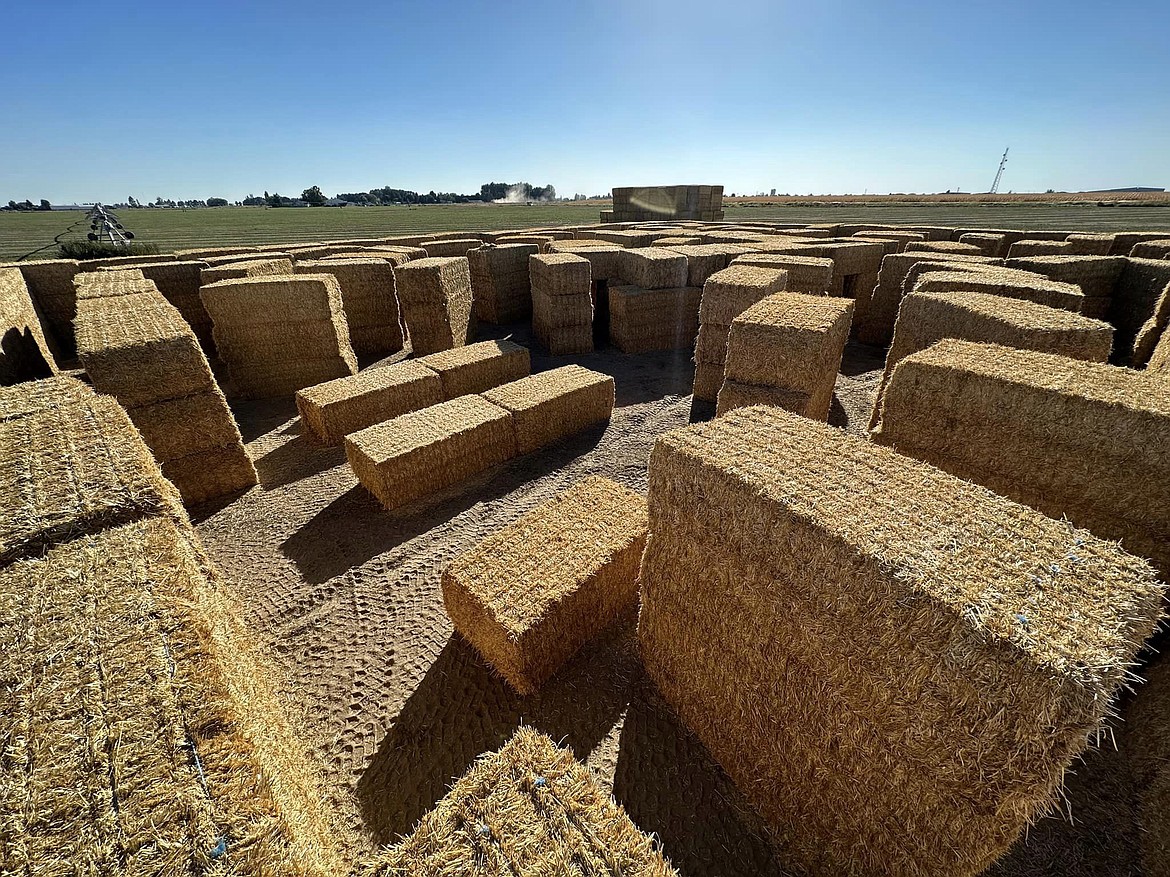 The 2023 StrawBelly’s Straw Maze in Moses Lake, pictured, is much bigger than last years, said event organizer Kyle Palmer.