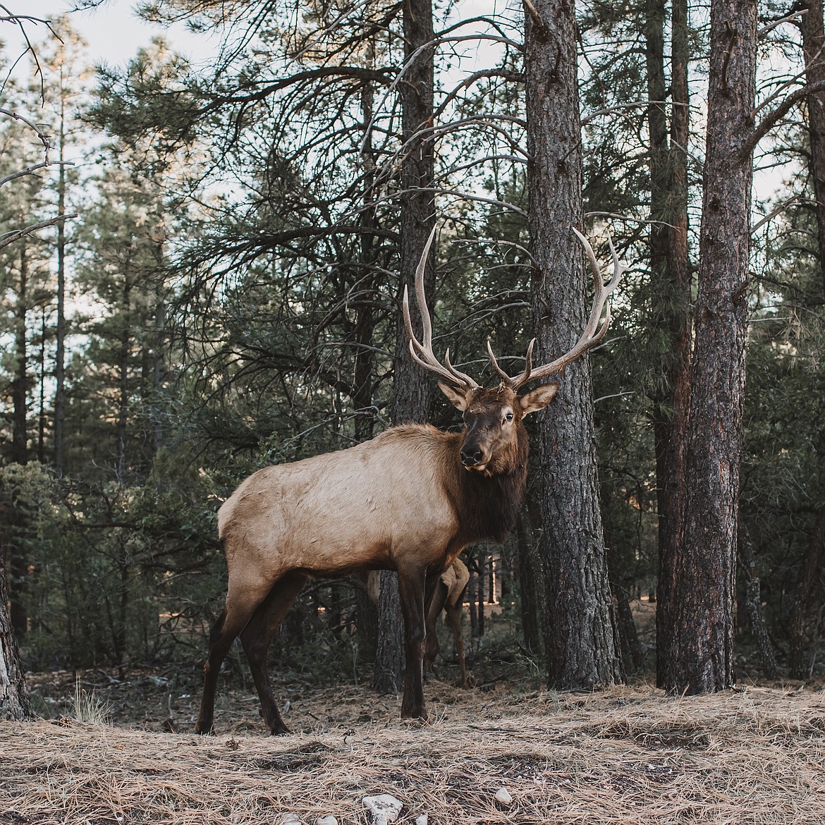 Research at Washington State University is helping to identify the effects of elk treponeme-associated hoof disease outside of deformed hooves.